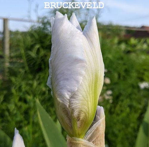 Iris Germanica 'Lugano'