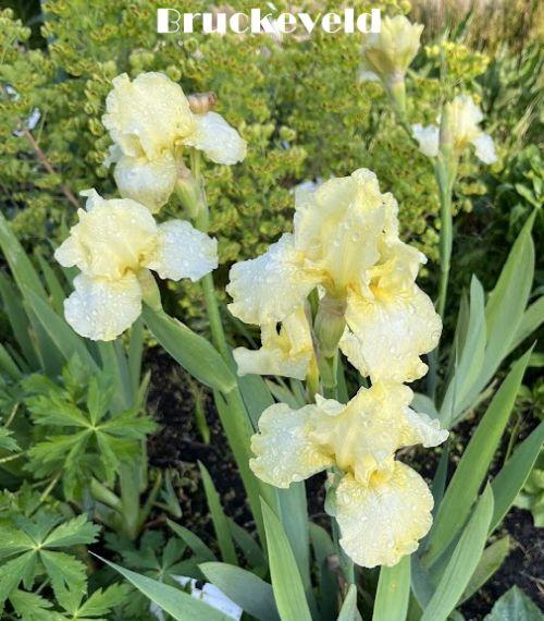 Iris Germanica 'Maui Moonlight'
