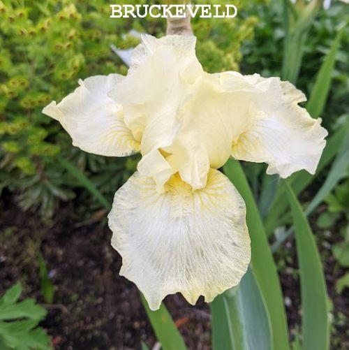 Iris Germanica 'Maui Moonlight'