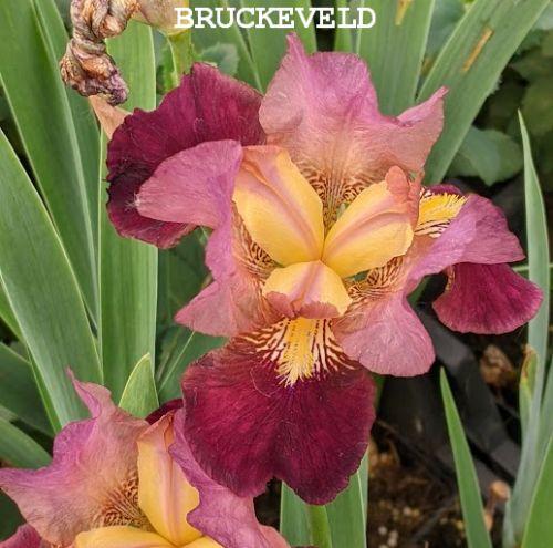 Iris Germanica 'Morning Show'