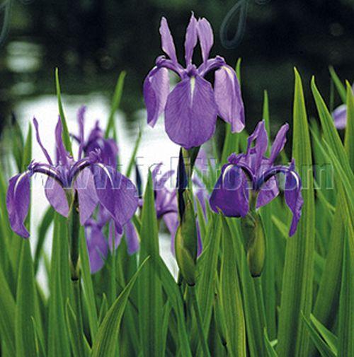 Iris laevigata