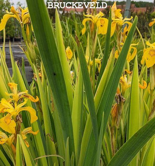Iris pseudacorus 'Variegatus'