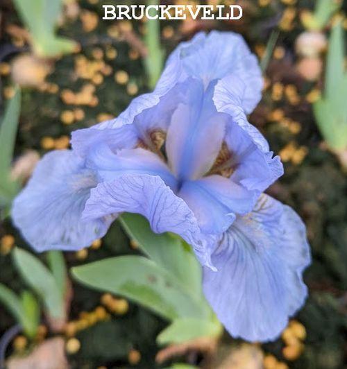 Iris Pum. 'Blue Denim'