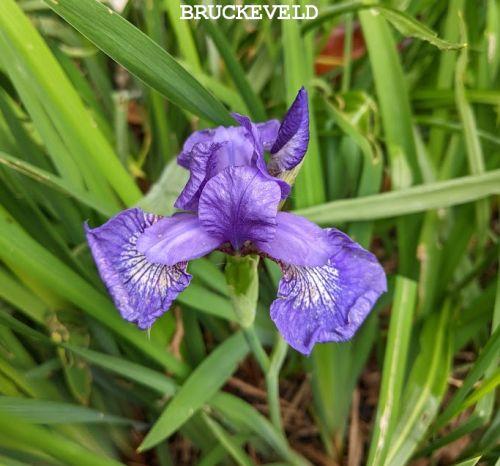 Iris sibirica 'Outset'