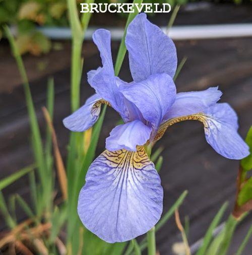 Iris sibirica 'Perry's Blue'