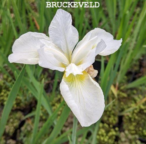 Iris sibirica 'Snow Queen'