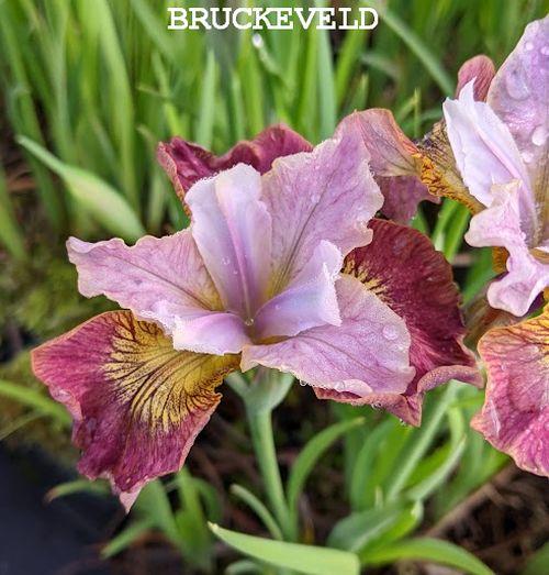 Iris sibirica 'Sugar Rush'