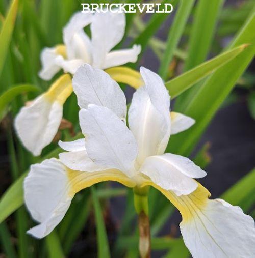 Iris sibirica 'White Swirl'
