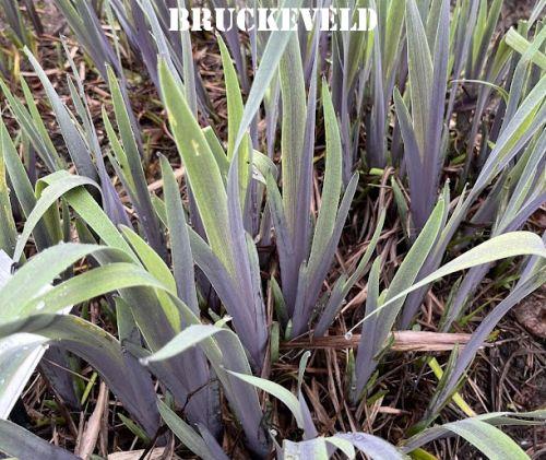 Iris ver. 'Gerald Darby'