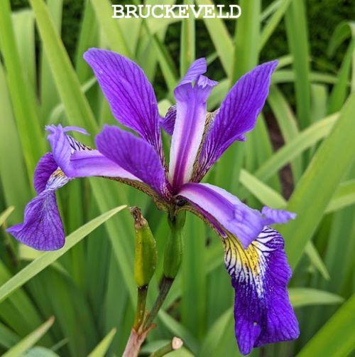 Iris ver. 'Gerald Darby'