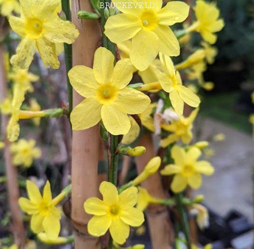 Jasminum nudiflorum