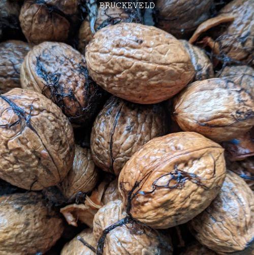 Juglans regia WALNOOT