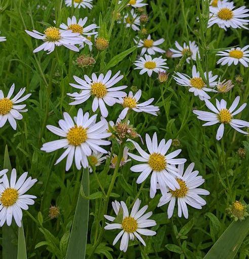 Kalimeris incisa 'Alba'