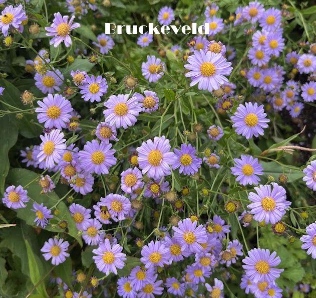 Kalimeris mongolica 'Antonia'