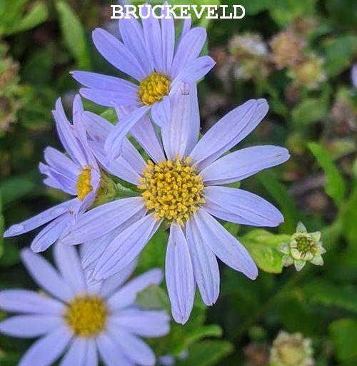 Kalimeris incisa 'Blue Star'