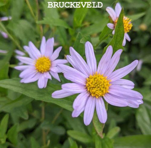 Kalimeris incisa 'Charlotte'