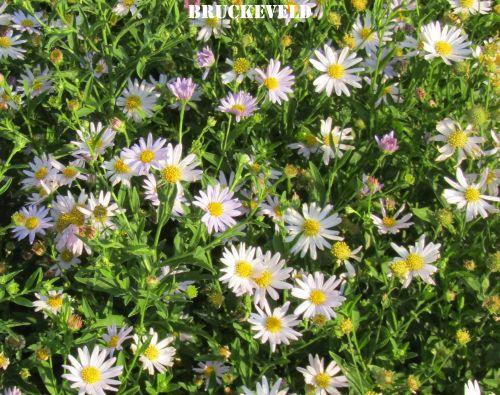 Kalimeris incisa 'Jürgen Wever'