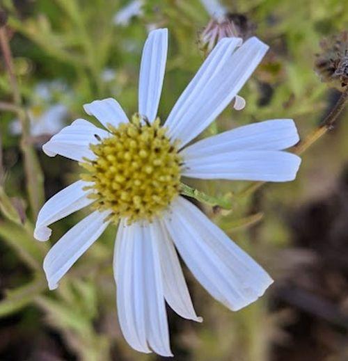 Kalimeris mongolica 'Mon Jardin'