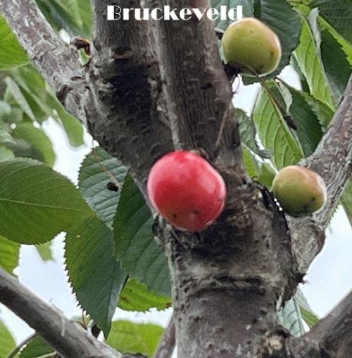 KERS Bigarreau Napoleon'