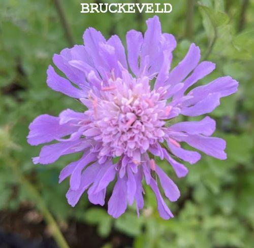 Knautia arvensis