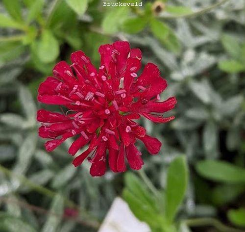 Knautia macedonica