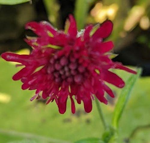 Knautia macedonica
