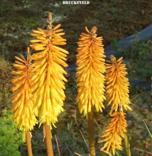 Kniphofia 'Shining Scepter'