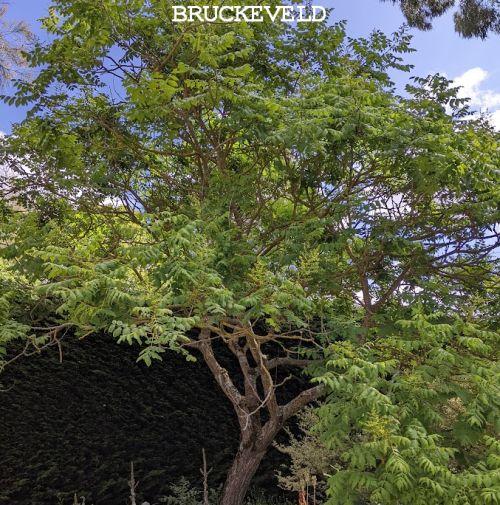 Koelreuteria paniculata