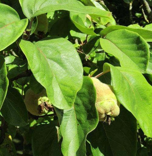 Kweepeer (Cydonia oblonga 'Champion'