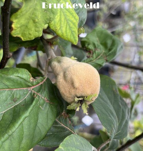 Kweepeer (Cydonia oblonga 'Champion'