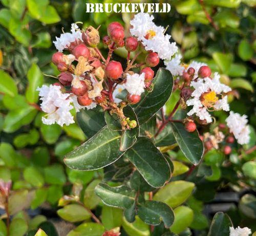 Lagerstroemia indica 'Nivea'