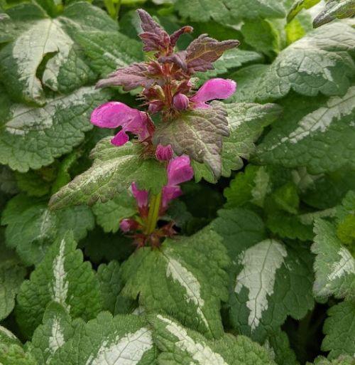 Lamium maculatum 'Roseum'