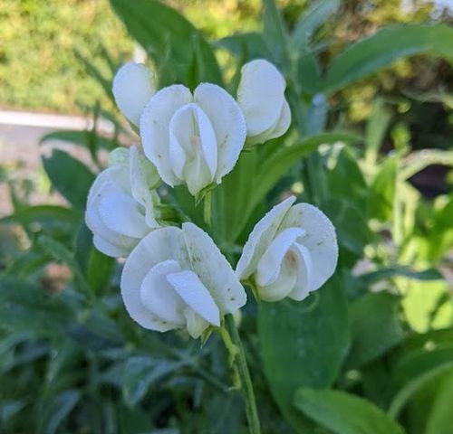Lathyrus latifolius 'White Pearl'