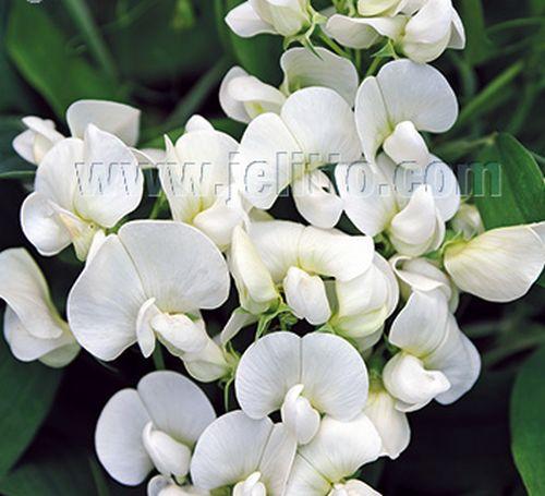 Lathyrus latifolius 'White Pearl'