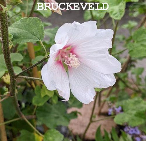 Lavatera 'Barnsley'