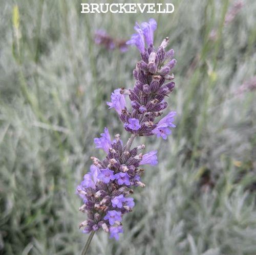 Lavandula int. 'Dutch'