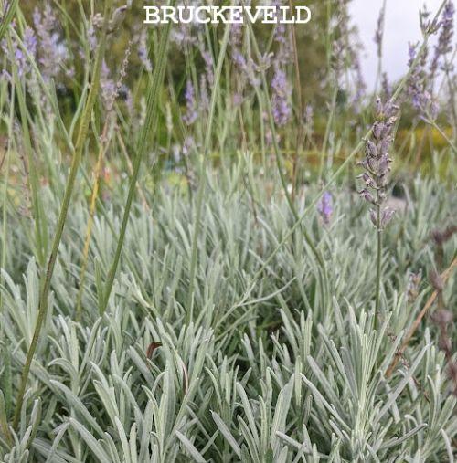 Lavandula int. 'Dutch'