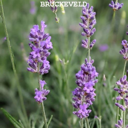 Lavandula ang. 'Munstead'