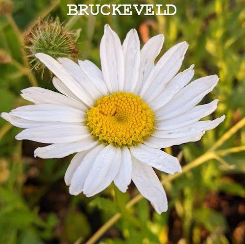 Leucanthemum Sup. 'Alaska'(Antwerp Star)