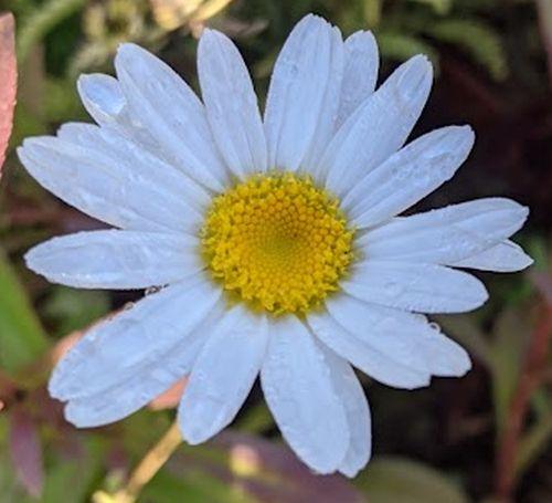 Leucanthemum Sup. 'Becky'