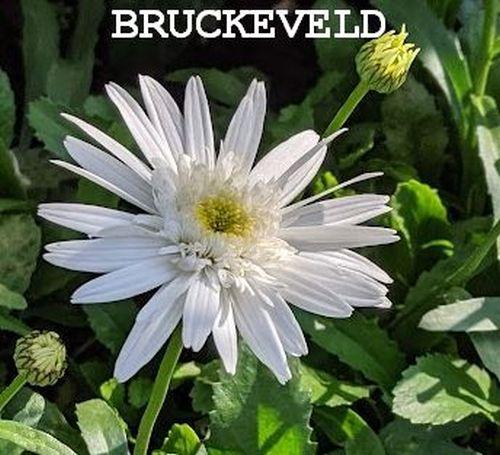 Leucanthemum Sup. 'Christine Hagemann'