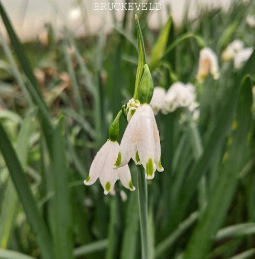 Leucojum aestivum 'Gravetype Giant'