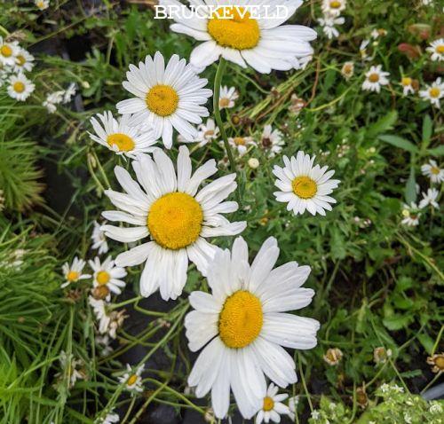 Leucanthemum vulgare 'Maikoningin'