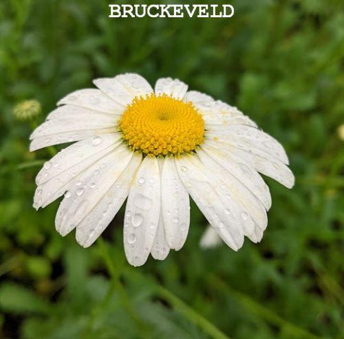 Leucanthemum vulgare 'Maikoningin'