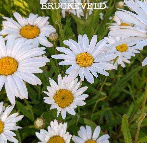 Leucanthemum Sup. 'Silberprinzesschen'