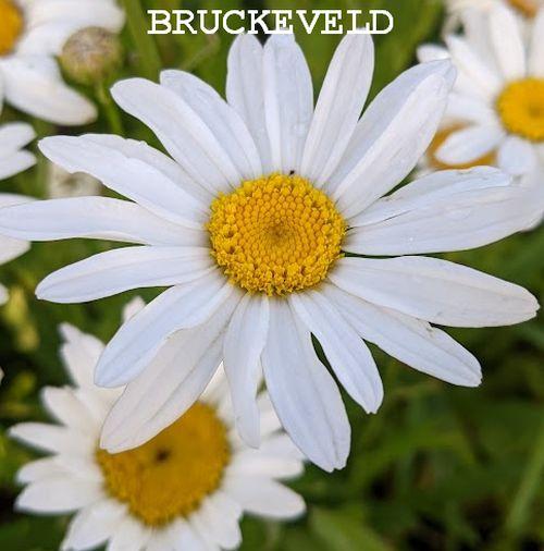 Leucanthemum Sup. 'Silberprinzesschen'