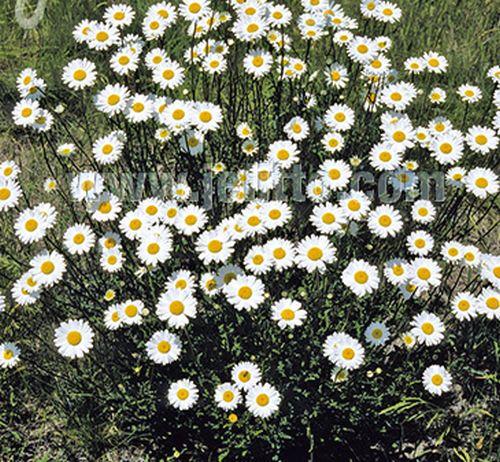 Leucanthemum vulgare