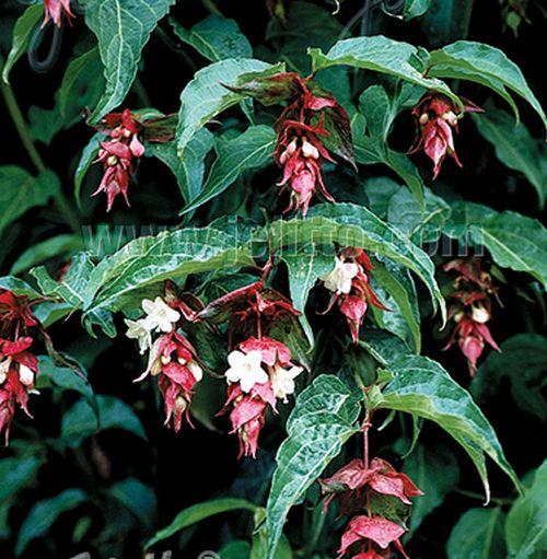 Leycesteria formosa