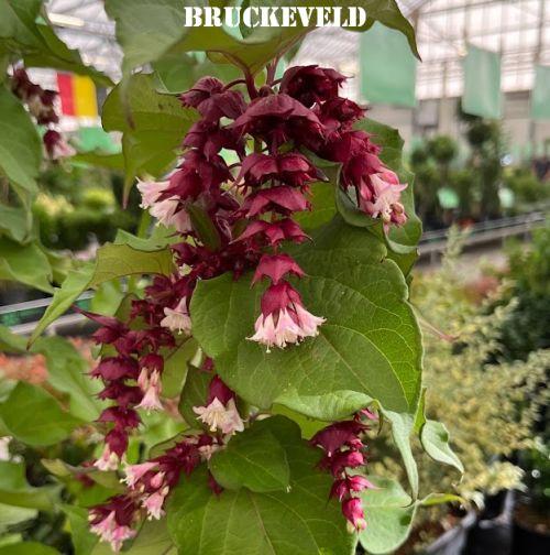 Leycesteria formosa