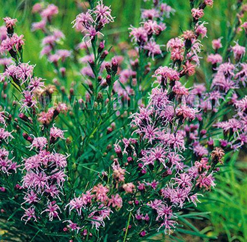 Liatris aspera